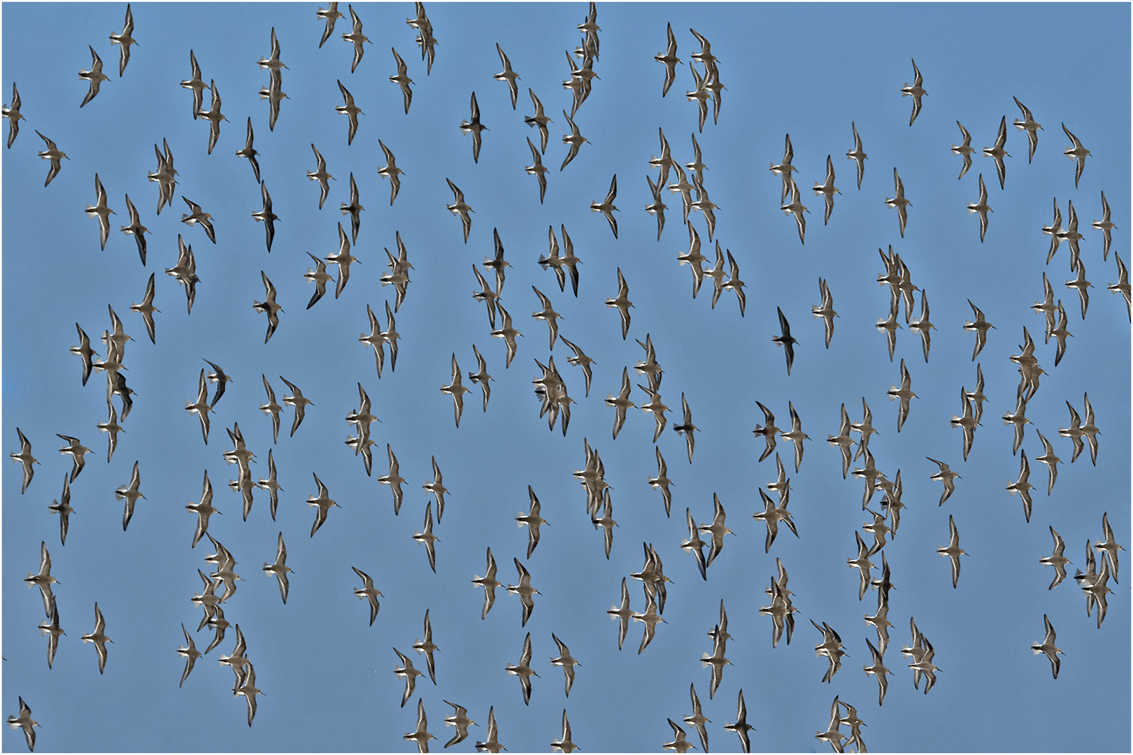 "Wimmelbild" von der Flugformation der . . . 