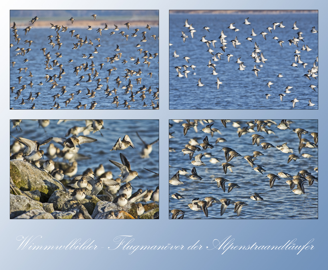 Wimmelbilder - Flugmanöver der Alpenstrandläufer