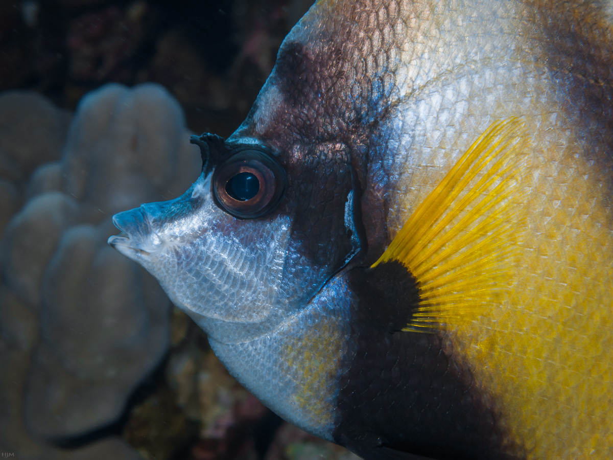 Wimpelfisch-Portrait