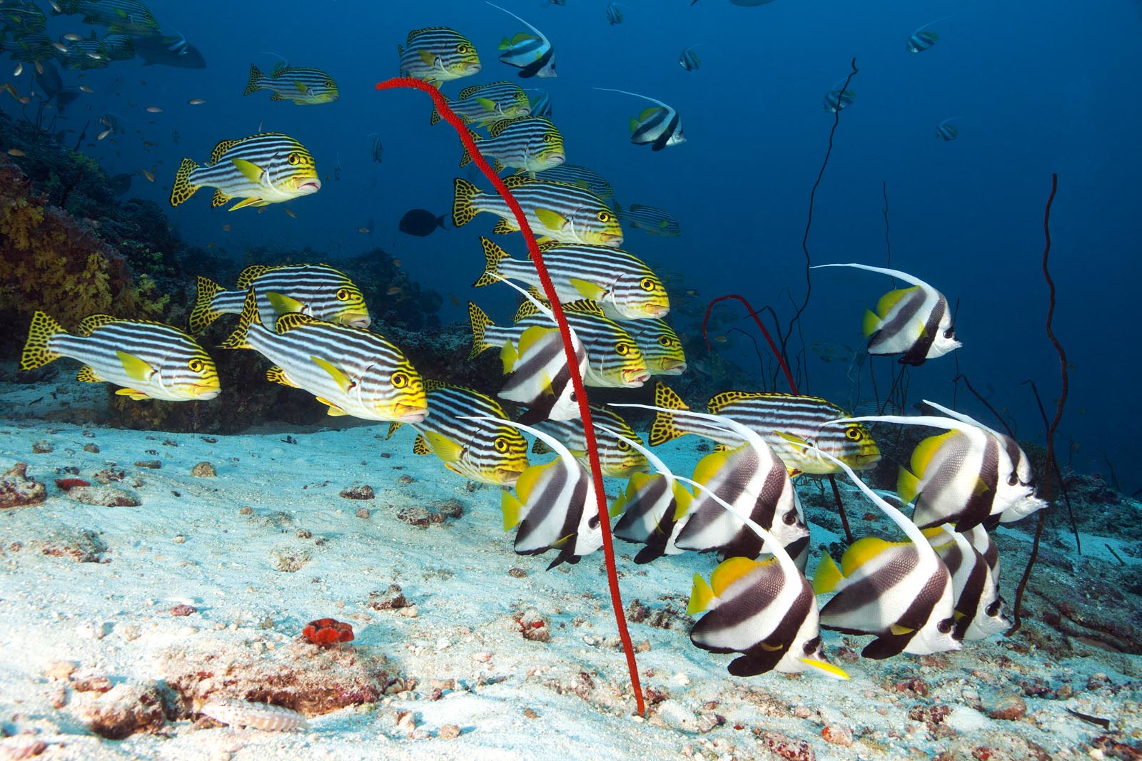 Wimpelfische und Orient-Süsslippen