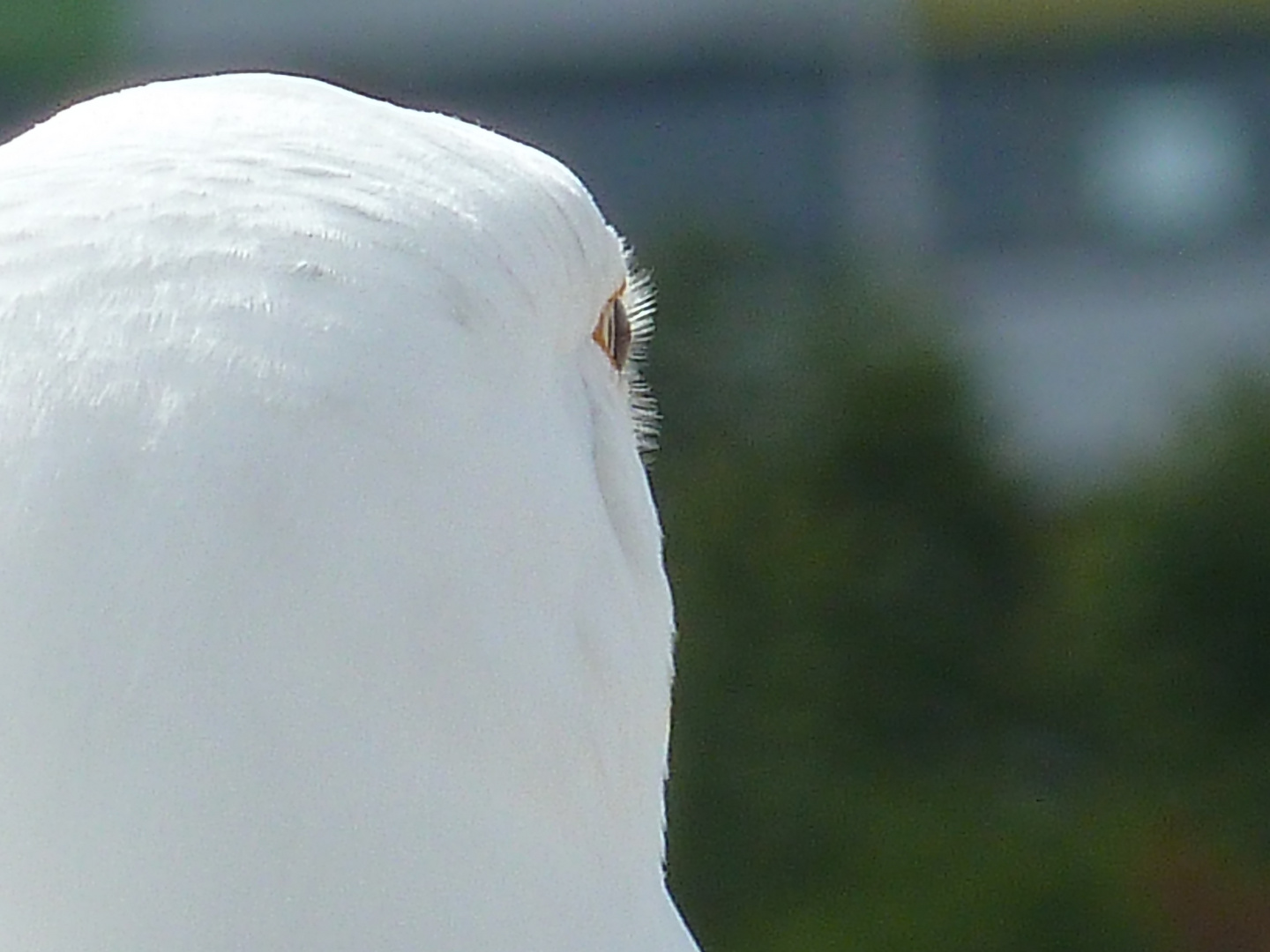 Wimpern einer Möwe