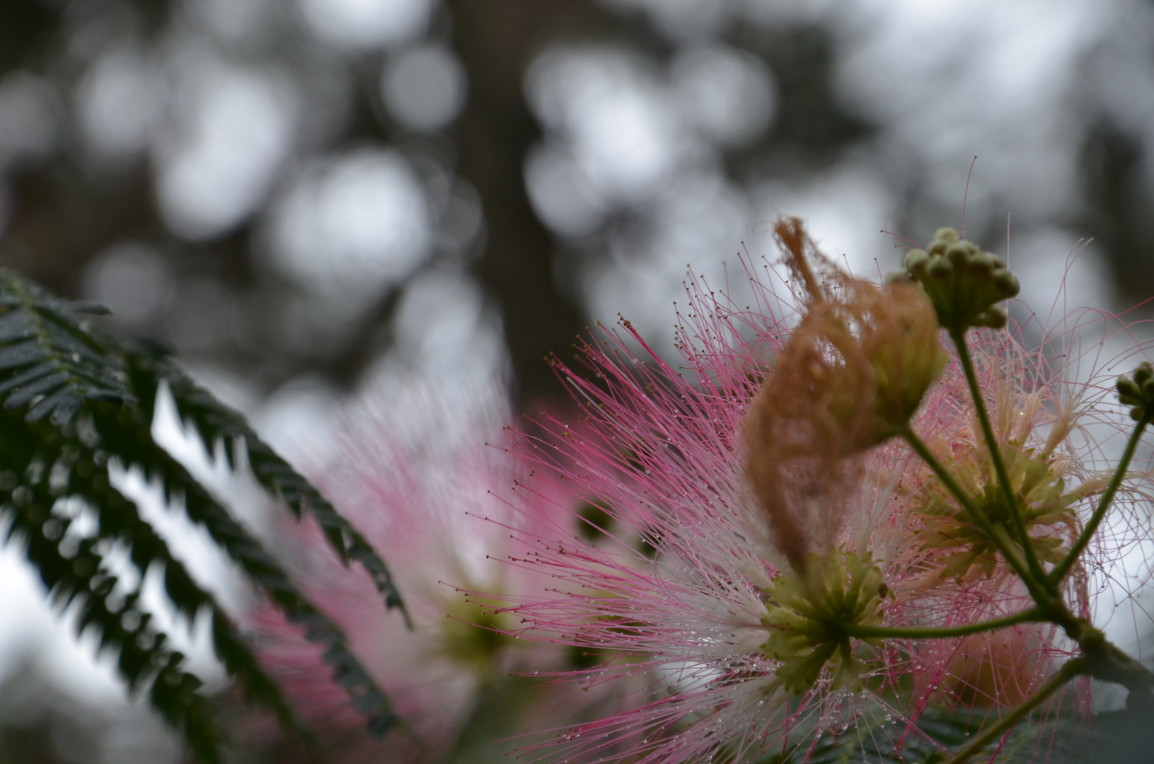 wimpern im pinienwald