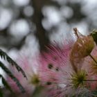 wimpern im pinienwald