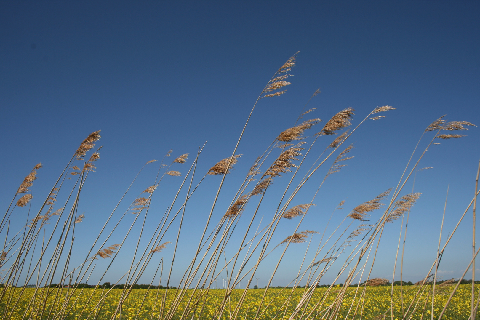 Wind