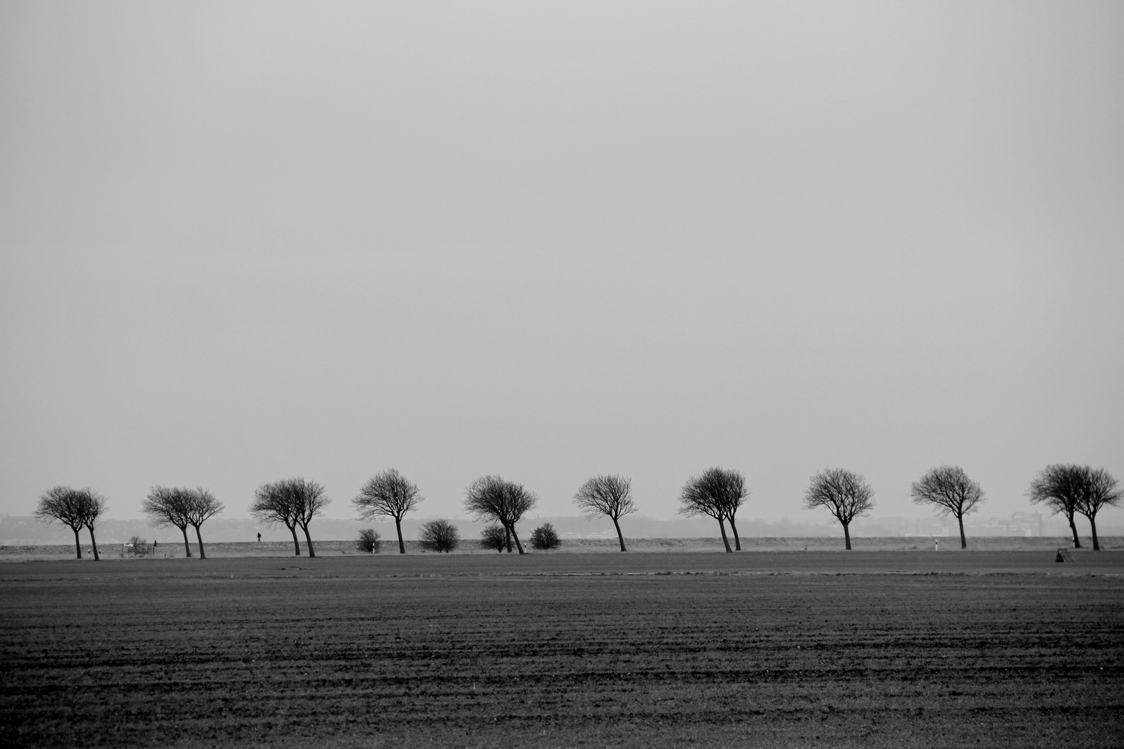 Wind-Allee auf Fehmarn