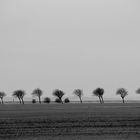 Wind-Allee auf Fehmarn