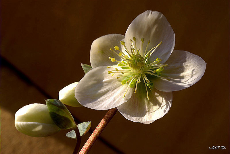 Wind am Balkon..............