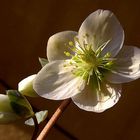 Wind am Balkon..............