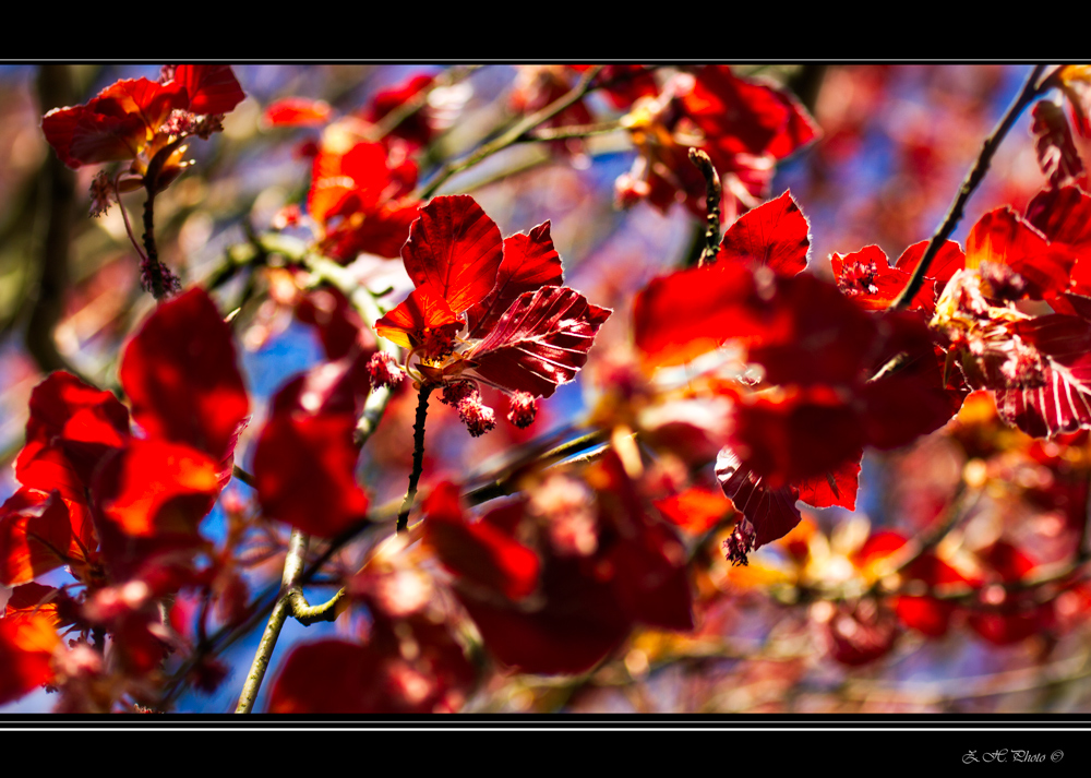 Wind among red leaves