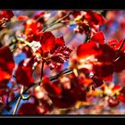 Wind among red leaves