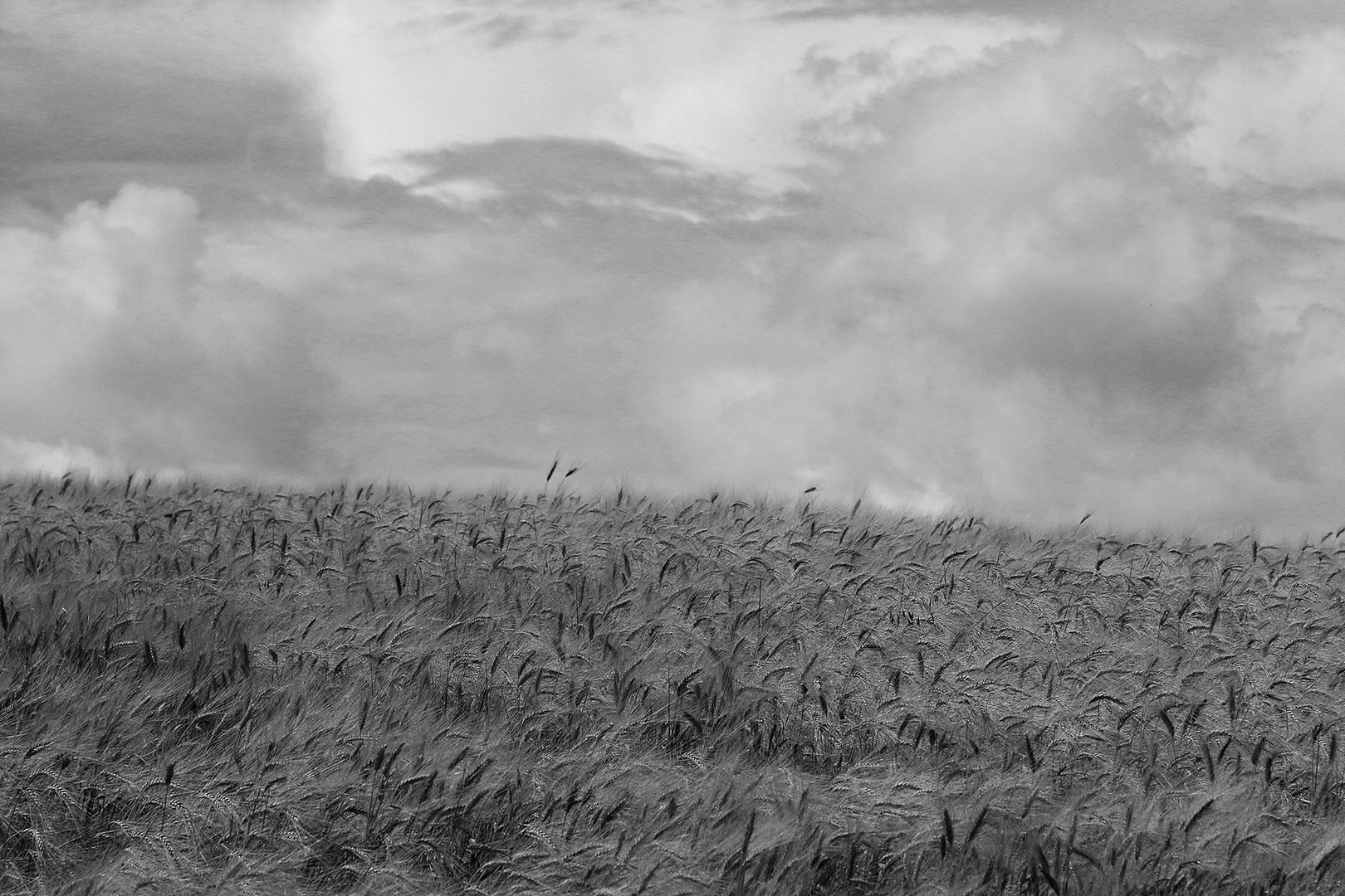 wind and wheat.