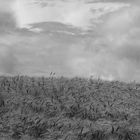 wind and wheat.