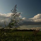 Wind auf den Weiden