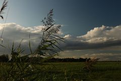 Wind auf den Weiden