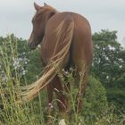 Wind auf der Weide