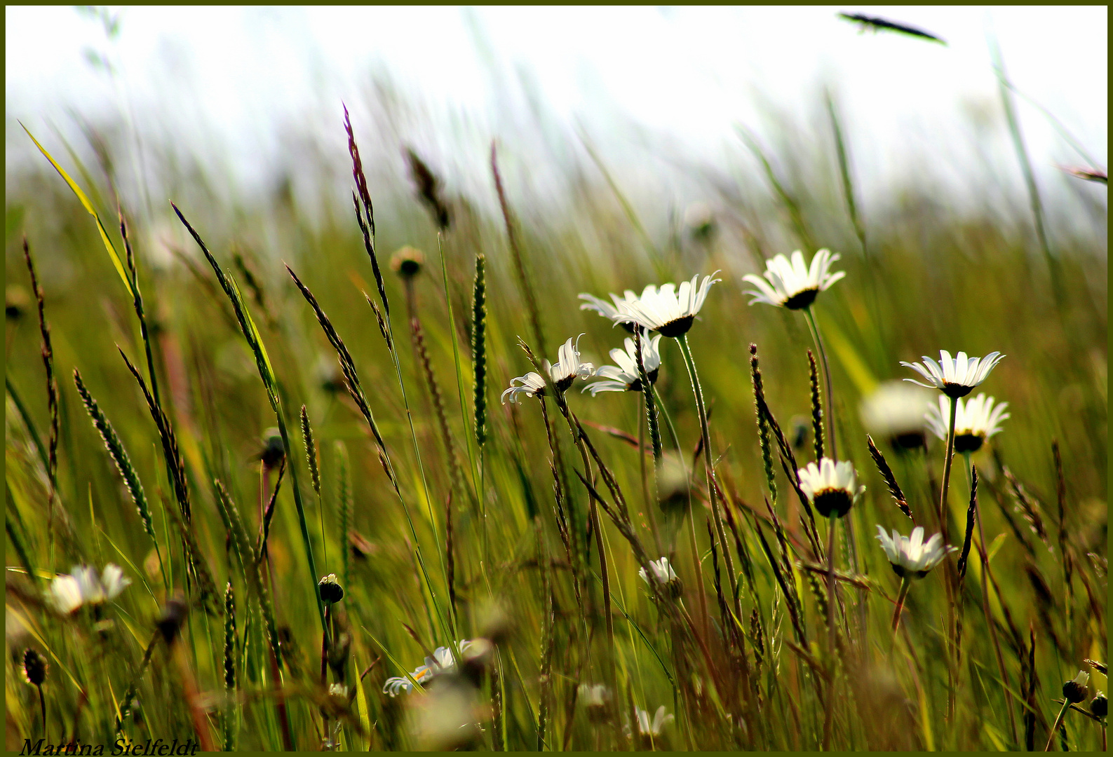 Wind auf der Wiese