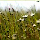 Wind auf der Wiese