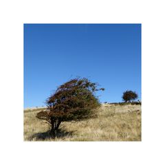 Wind & Baum