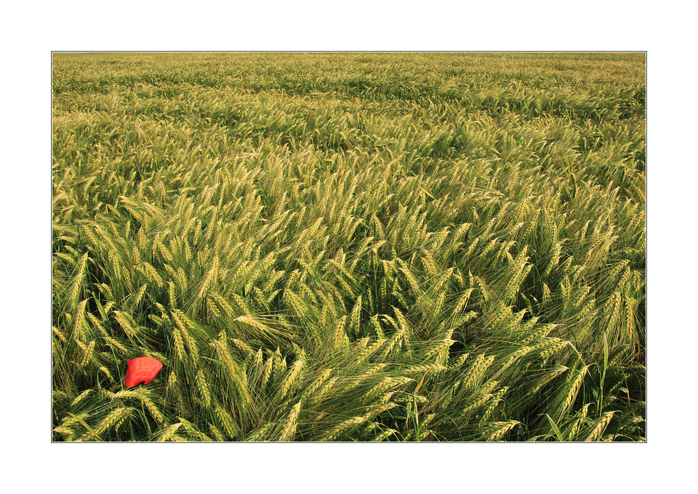 ...wind-bewegtes Gerstenfeld... - oder: die letzte rote Fahne... (mit Gedicht)