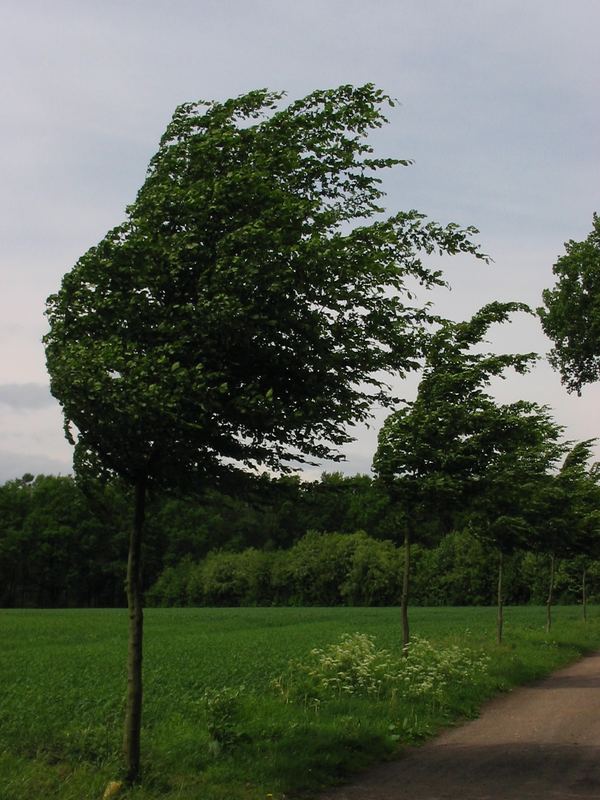 Wind blowing in the Trees