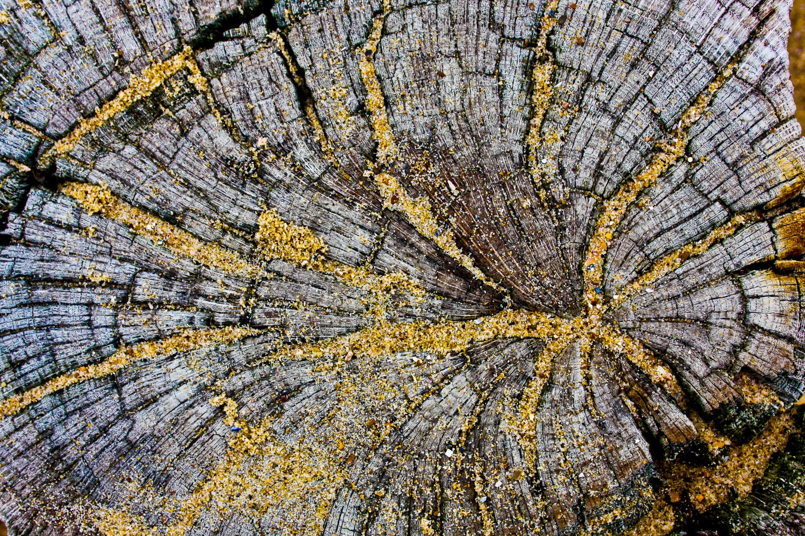 wind-borne sand on a rotten pile