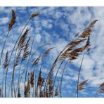 wind dancers