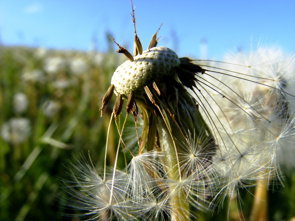 Wind....