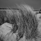 Wind, Dünen und Meer...die ewige Sehnsucht...