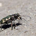 Wind erprobt.... Dünen-Sandlaufkäfer - Cicindela hybrida