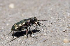 Wind erprobt.... Dünen-Sandlaufkäfer - Cicindela hybrida