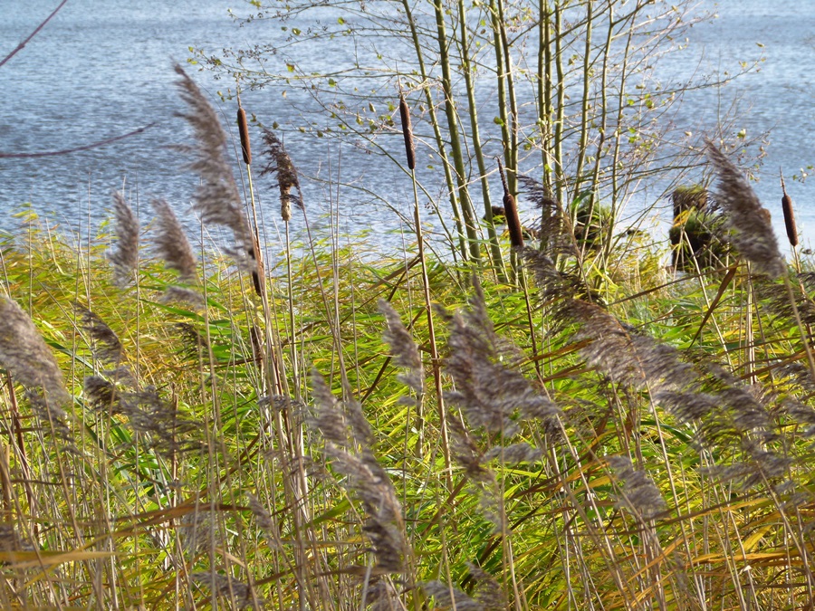 Wind  festgehalten