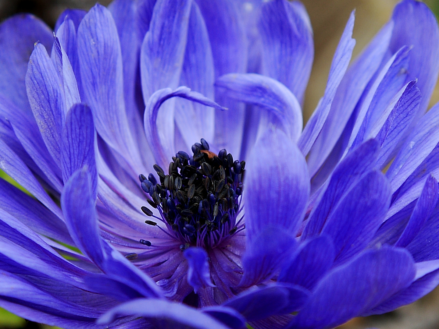 wind flower