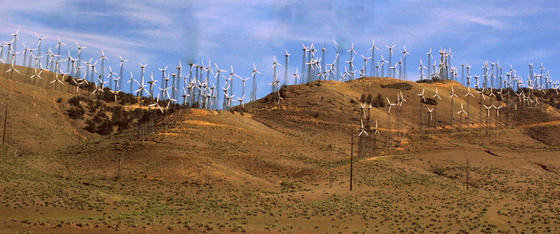 Wind Flowers Arizona