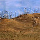 Wind Flowers Arizona