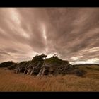 Wind Guardians