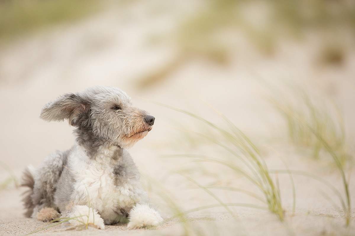 Wind-Hund