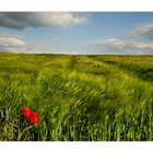 Wind im Feld