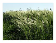 [Wind im Feld (1)]