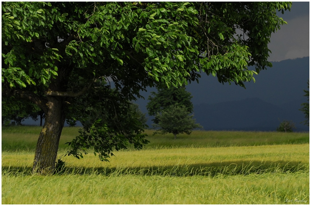 Wind im Feld