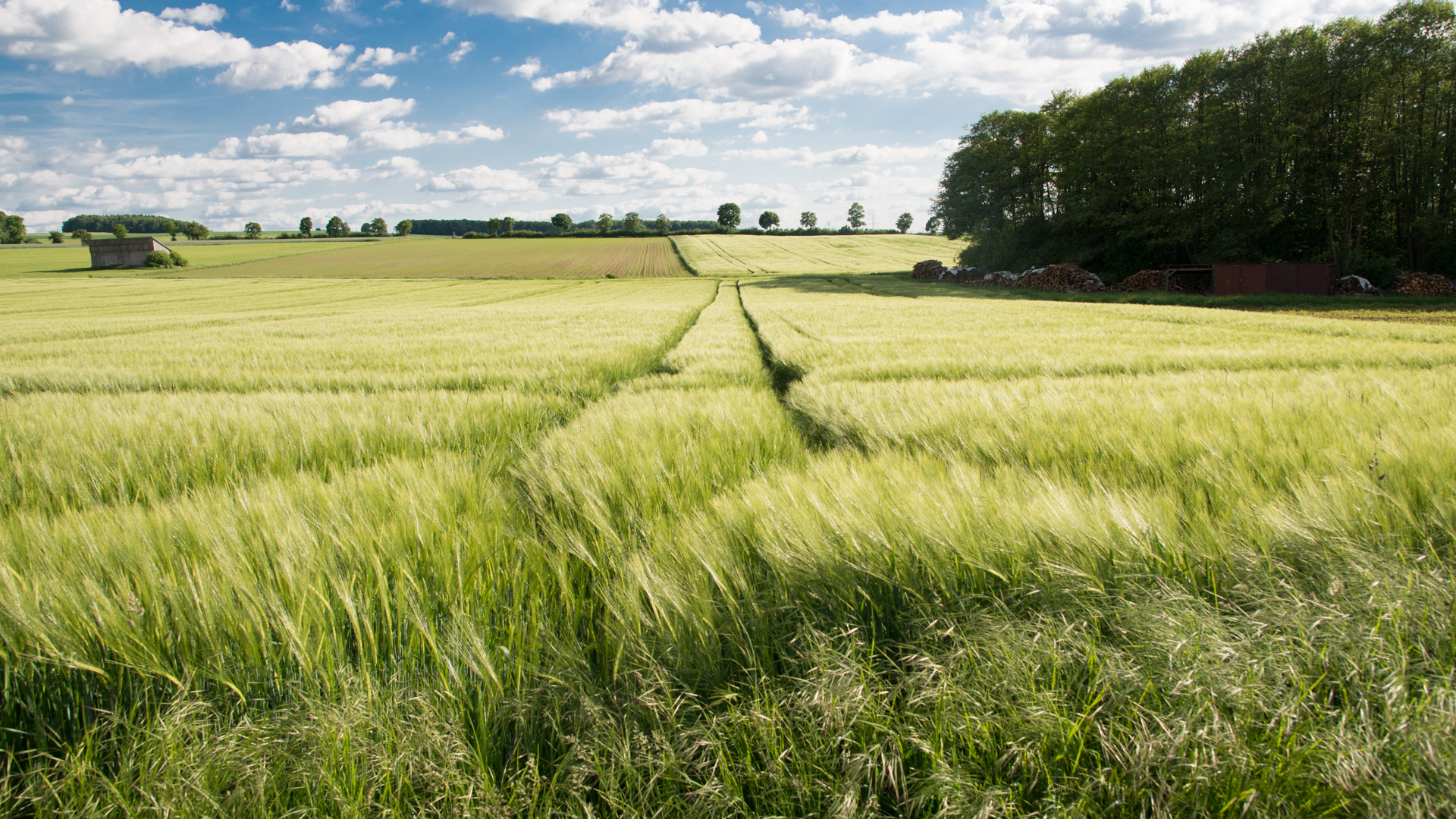 Wind im Feld