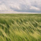 Wind im Feld