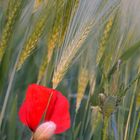 Wind im Gerstenfeld