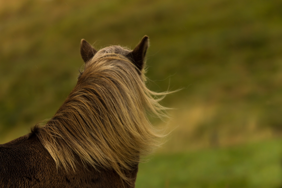 Wind im Haar