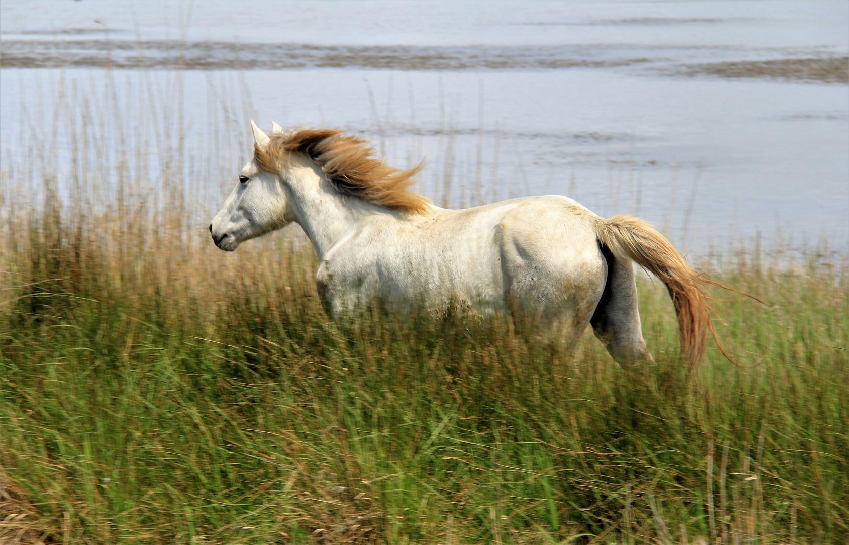 Wind im Haar - in der Camargue