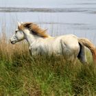 Wind im Haar - in der Camargue