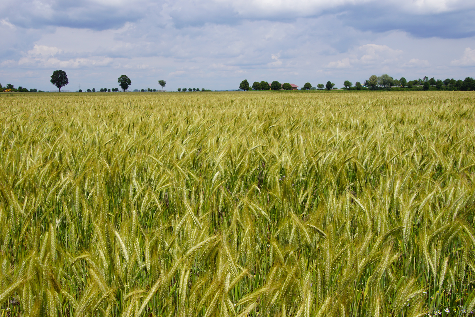 Wind im Kornfeld