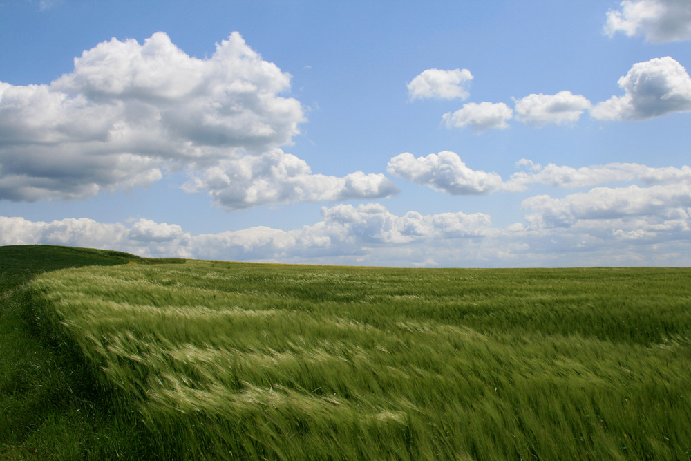 Wind im Kornfeld