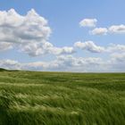 Wind im Kornfeld