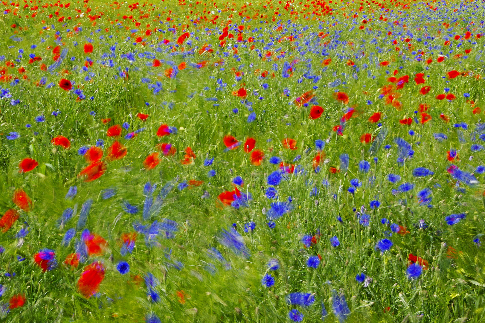 Wind im Kornfeld