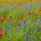 Wind im Kornfeld